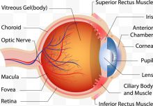 眼球剖面图