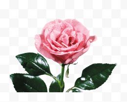 粉色的玫瑰
