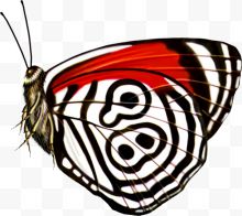 创意手绘扁平飞舞的蝴蝶...