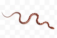 红色毒蛇