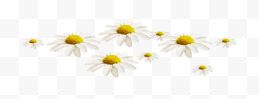 白色花朵漂浮装饰