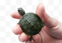 手掌大小的小乌龟