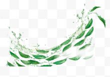 绿叶和水波