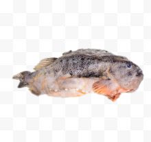 北美石斑鱼