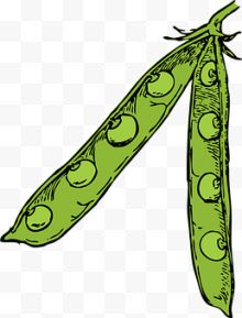 手绘绿色豌豆荚