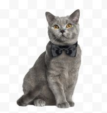 实物一只灰色的带蝴蝶结的猫