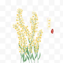 手绘黄色油菜花