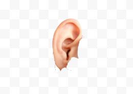 耳朵Png