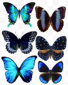 各种蓝色花纹系列蝴蝶