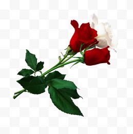 红玫瑰花和白玫瑰