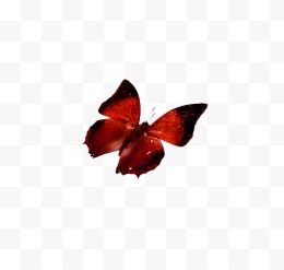 漂亮的彩色蝴蝶