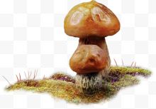 蘑菇贴图