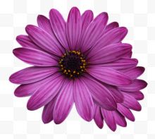 两朵淡紫色菊花