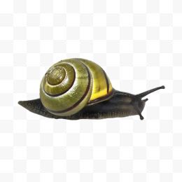 蜗牛69