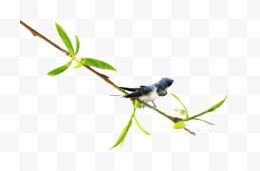 春季小鸟植物树枝