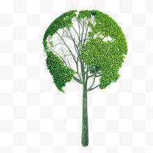一棵绿色实物植物树