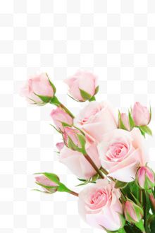 粉色玫瑰、花束、花、玫瑰...