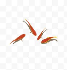 四条红色鲤鱼