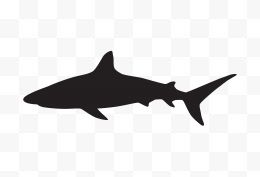 鲨鱼剪影