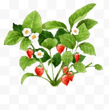 手绘水彩插画新鲜植物草莓与树叶