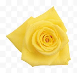高清漂亮的黄玫瑰 1...