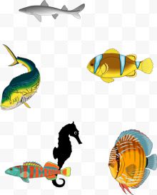 彩色海洋热带鱼