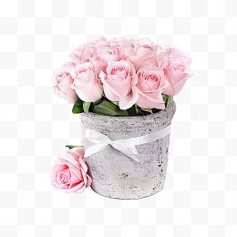 粉色花盆里的玫瑰花