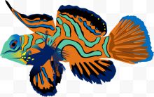 色彩缤纷的鱼