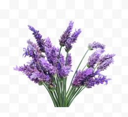 lavender 薰衣草