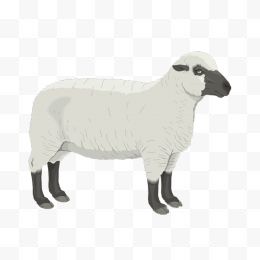山羊绵羊各种羊16