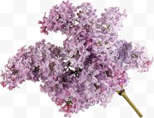 抽象鲜花植物花卉 紫色花藤