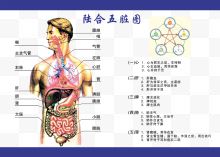 人体经络图