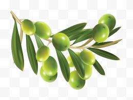 绿橄榄装饰