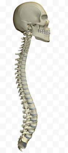 人体头骨脊椎