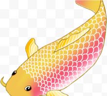一条金色鲤鱼