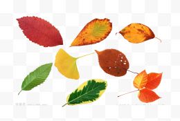 多种颜色的树叶