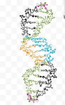 DNA链断裂
