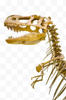 霸王龙骨骼化石实物