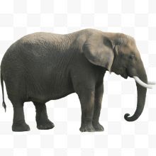 大象的侧面图