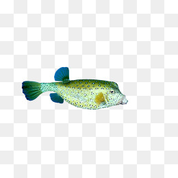白色带蓝点的鱼