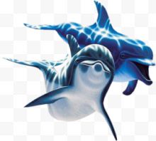 蓝色海豚光影