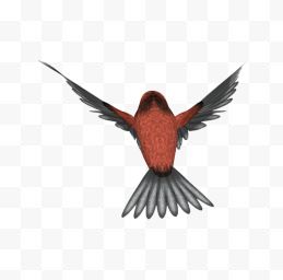 红毛翡翠鸟