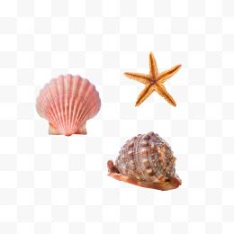 贝壳海星海螺免抠