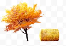 秋季大树