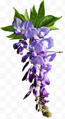 紫色刺槐