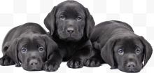 三只黑色拉布拉多犬