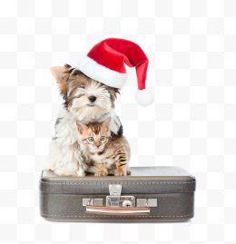 坐在行李箱上的猫狗