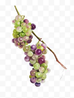 两串彩色葡萄