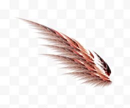 羽毛与翅膀14