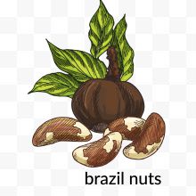 巴西坚果矢量插画